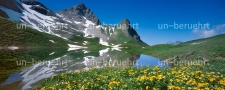 Dotterblumen in Allgäuer Alpen