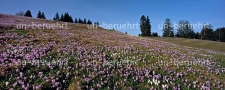 Krokuswiese Allgäuer Alpen